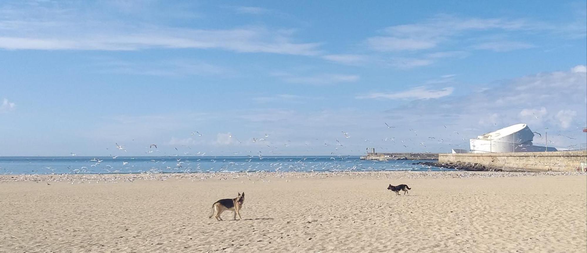 Maria Do Mar_As Tres Marias Leilighet Matosinhos  Eksteriør bilde